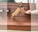 Small #3 Dachshund