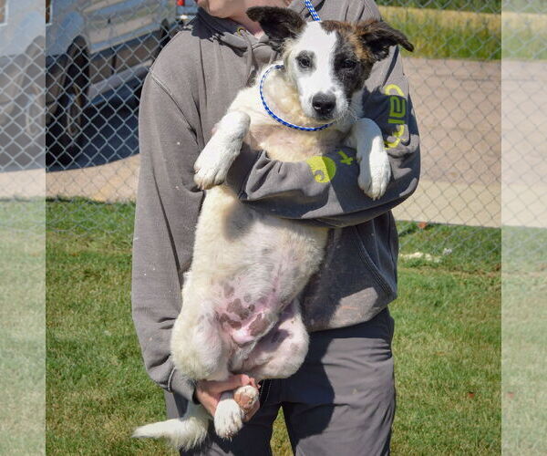 Medium Photo #2 American Staffordshire Terrier-Border Collie Mix Puppy For Sale in Huntley, IL, USA