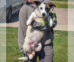 Small #1 American Staffordshire Terrier-Border Collie Mix