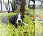 Small #2 Boston Terrier