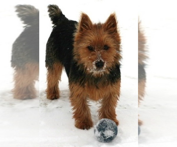 Medium Photo #7 Australian Terrier Puppy For Sale in WHITEWOOD, SD, USA