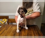 Small Photo #6 German Shorthaired Pointer Puppy For Sale in HELENA, MT, USA