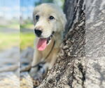 Small #2 Great Pyrenees