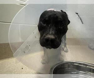 American Staffordshire Terrier-Unknown Mix Dogs for adoption in Grand Prairie, TX, USA