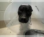 Small American Staffordshire Terrier Mix