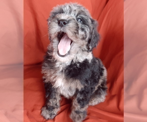 Medium Photo #4 Bernedoodle (Miniature) Puppy For Sale in GOSHEN, IN, USA