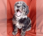 Small Photo #4 Bernedoodle (Miniature) Puppy For Sale in GOSHEN, IN, USA