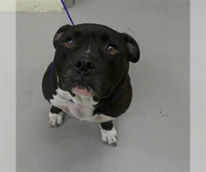 Staffordshire Bull Terrier-Unknown Mix Dogs for adoption in Sanford, FL, USA
