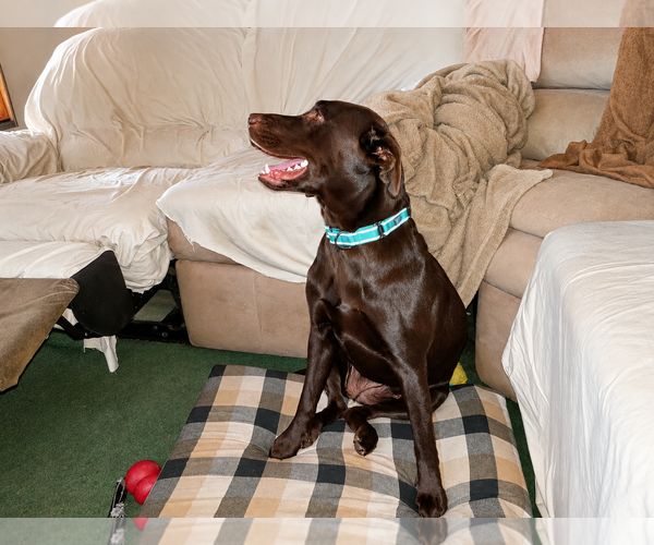 Medium Photo #4 Labrador Retriever Puppy For Sale in Clovis, CA, USA