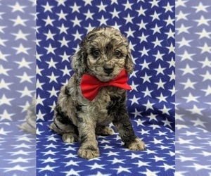 Poodle (Toy) Puppy for sale in QUARRYVILLE, PA, USA