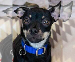 Chihuahua-Unknown Mix Dogs for adoption in Kennesaw, GA, USA