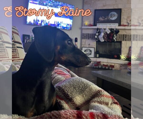 Medium Photo #4 Dachshund Puppy For Sale in San Antonio, TX, USA