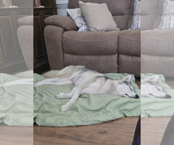 Medium Photo #4 Siberian Husky Puppy For Sale in Severn, MD, USA