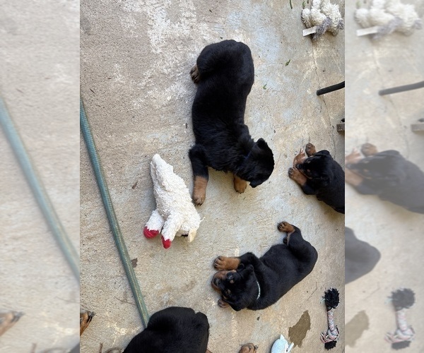 Medium Photo #6 Rottweiler Puppy For Sale in GILBERT, WV, USA