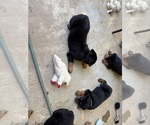 Small #5 Rottweiler