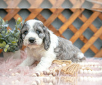 Small Photo #6 Cock-A-Poo Puppy For Sale in MILLERSBURG, OH, USA