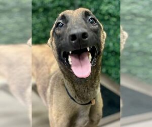 Mutt Dogs for adoption in Imlay City, MI, USA