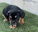 Small Photo #6 English Bulldog Puppy For Sale in PHOENIX, AZ, USA