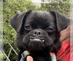 Small #1 Pug Mix