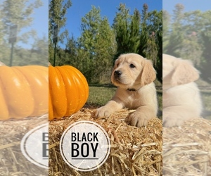 Golden Retriever Puppy for sale in HOLLY SPRINGS, NC, USA
