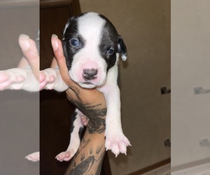 American Bully-American Pit Bull Terrier Mix Puppy for sale in LANSFORD, PA, USA