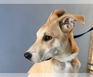 Labrador Retriever-Unknown Mix Dogs for adoption in San Clemente, CA, USA