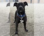 Small #1 Labrador Retriever Mix