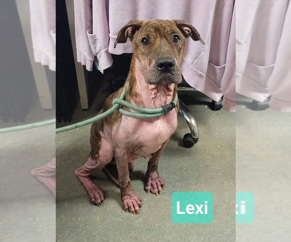 Medium Photo #1 Boxer-Unknown Mix Puppy For Sale in Richmond, IN, USA