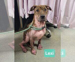 Lexi - Female Boxer-Unknown Mix Dog for Adoption