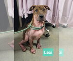Lexi - Female Boxer-Unknown Mix Dog for Adoption - Small photo