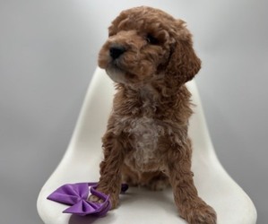 Goldendoodle Puppy for sale in CRESTON, OH, USA