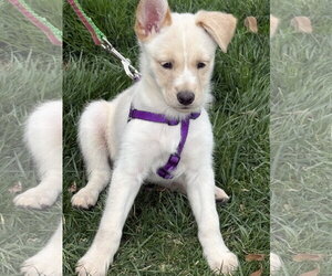 Australian Shepherd-Unknown Mix Dogs for adoption in Parker Ford, PA, USA