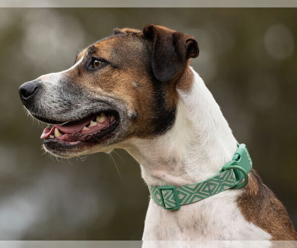 Medium Photo #4 Mutt Puppy For Sale in Cary, NC, USA