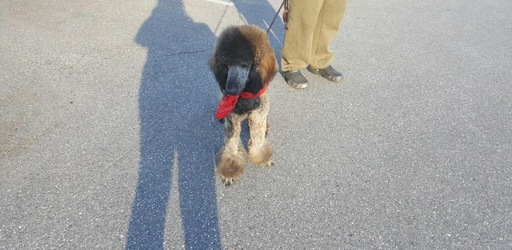 Medium Photo #1 Poodle (Standard) Puppy For Sale in CROFTON, MD, USA