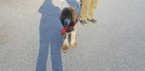Small Photo #1 Poodle (Standard) Puppy For Sale in CROFTON, MD, USA