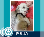 Small #1 Poodle (Miniature)