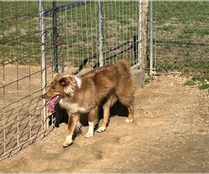 Australian Shepherd Dog for Adoption in ATHENS, Alabama USA