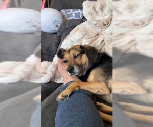 Medium Photo #2 Beagle-Unknown Mix Puppy For Sale in Plainfield, IL, USA