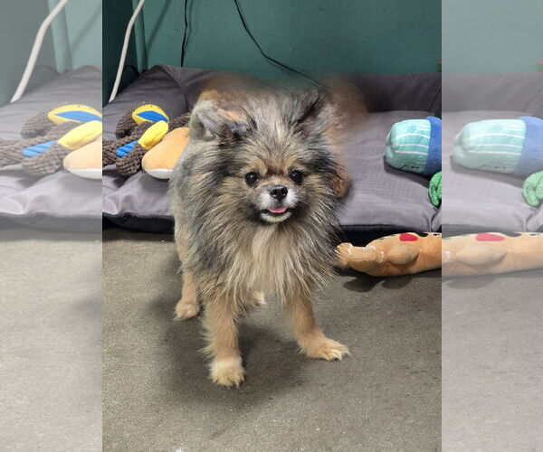 Medium Photo #2 Pomeranian Puppy For Sale in Social Circle, GA, USA