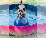 Small #2 American Staffordshire Terrier-Boxer Mix