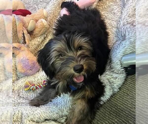 Medium Photo #7 Mutt Puppy For Sale in San Diego, CA, USA