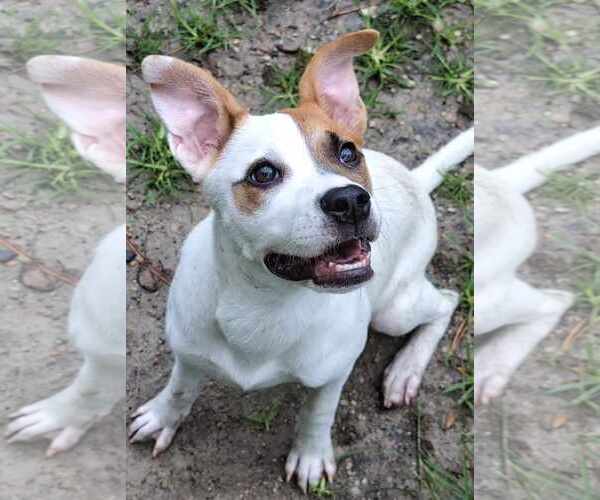 Medium Photo #4 Labrador Retriever-Unknown Mix Puppy For Sale in Anniston, AL, USA