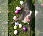 Small #14 American Pit Bull Terrier Mix