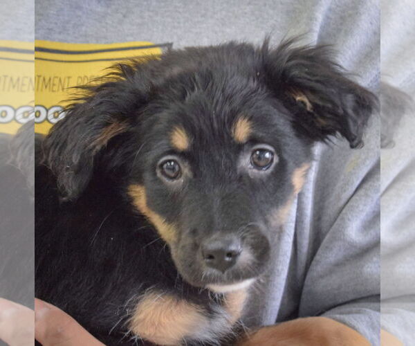 Medium Photo #2 Australian Shepherd-Unknown Mix Puppy For Sale in Huntley, IL, USA