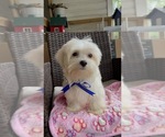 Small Photo #8 Maltese Puppy For Sale in RALEIGH, NC, USA