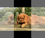 Small #3 Cavalier King Charles Spaniel