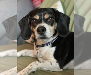 Beagle Dogs for adoption in Menifee, CA, USA