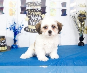 Zuchon Puppy for sale in MOUNT VERNON, OH, USA