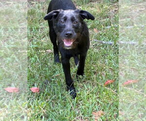 Millie - Female Mutt Dog for Adoption - Photo #4