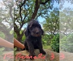 Small Photo #21 Poodle (Standard)-Wirehaired Pointing Griffon Mix Puppy For Sale in CANYON LAKE, TX, USA